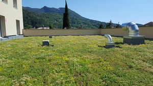 Green Roof sedum tray - pre planted option