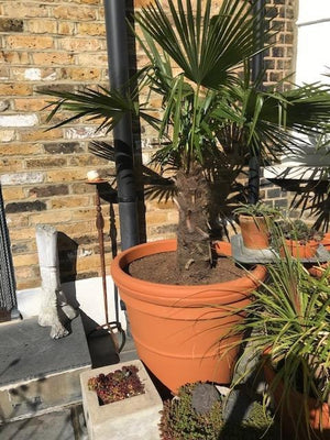 180 litre Prestige large terracotta style pot planter