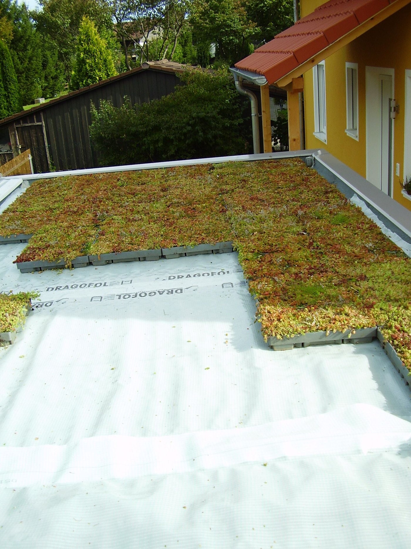 Green Roof sedum tray pre planted option Freeflush Water Management Ltd
